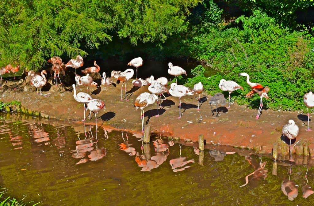 Zoológico de Paignton