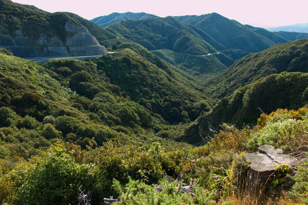 Pakuratahi Forest