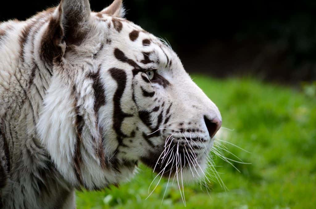 Paradise Wildlife Park