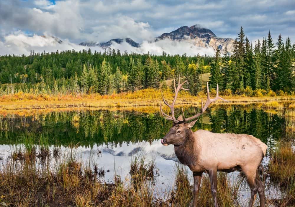 Parque Nacional Jasper