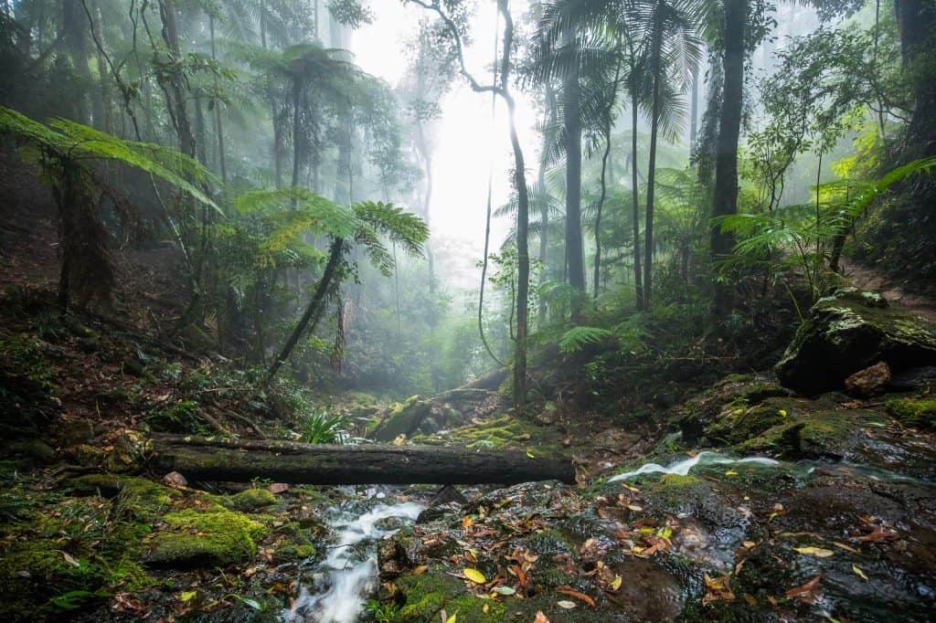 Springbrook