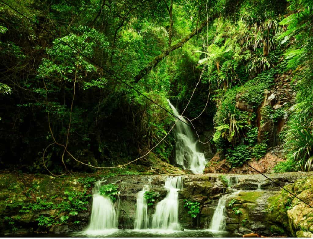 Parque nacional Springbrook