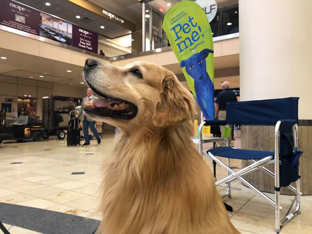 Perro Golden Retriever en el aeropuerto