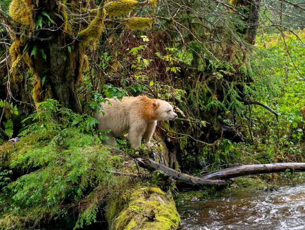 Bear Creek Provincial Park