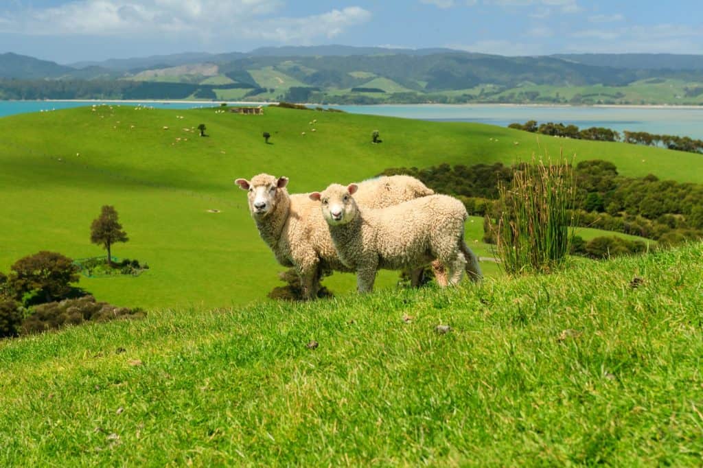Pukekohe