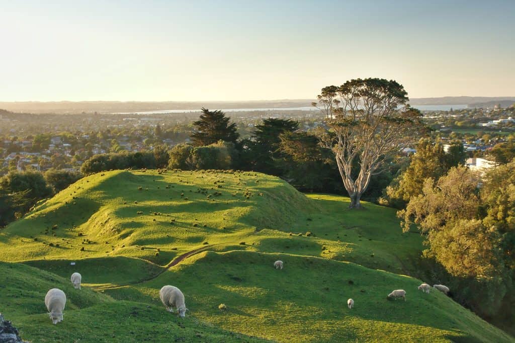 Pukekohe