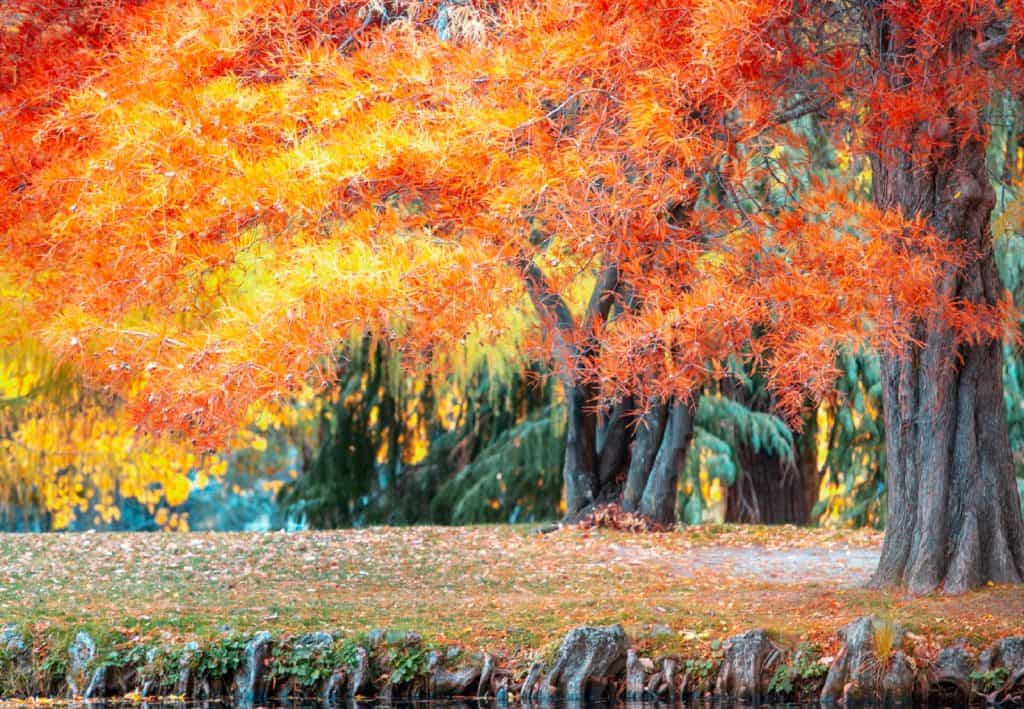 Queenstown Gardens