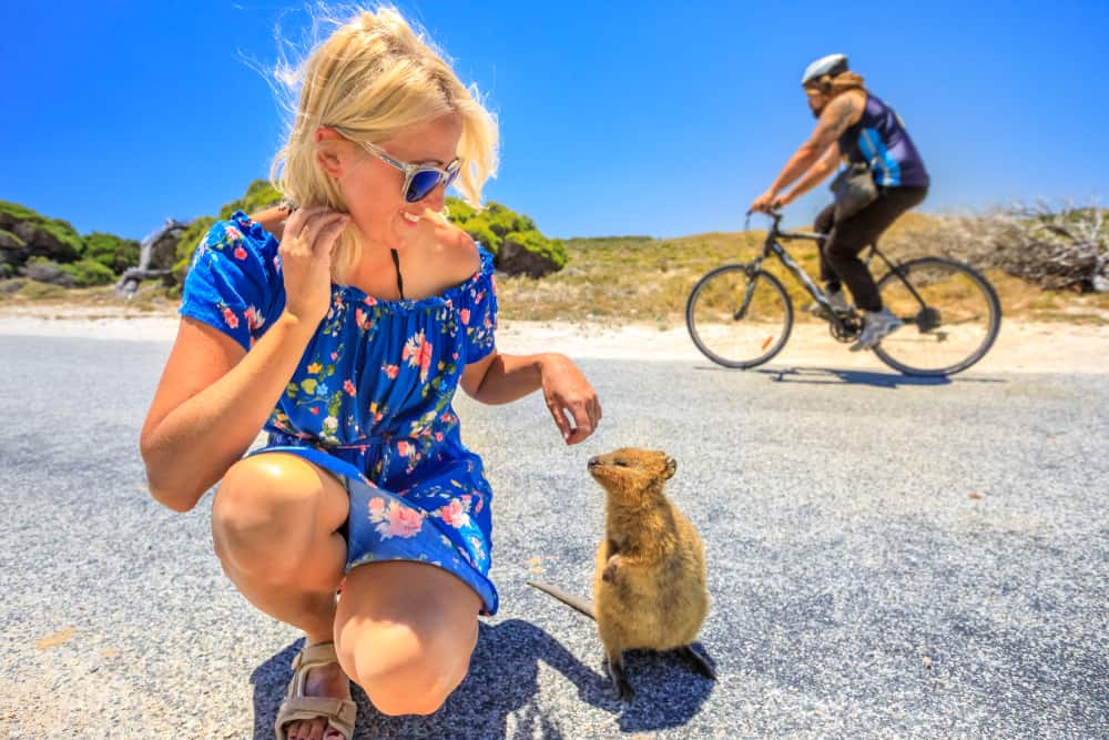 Quokka en la isla de Rottnest cerca de Perth