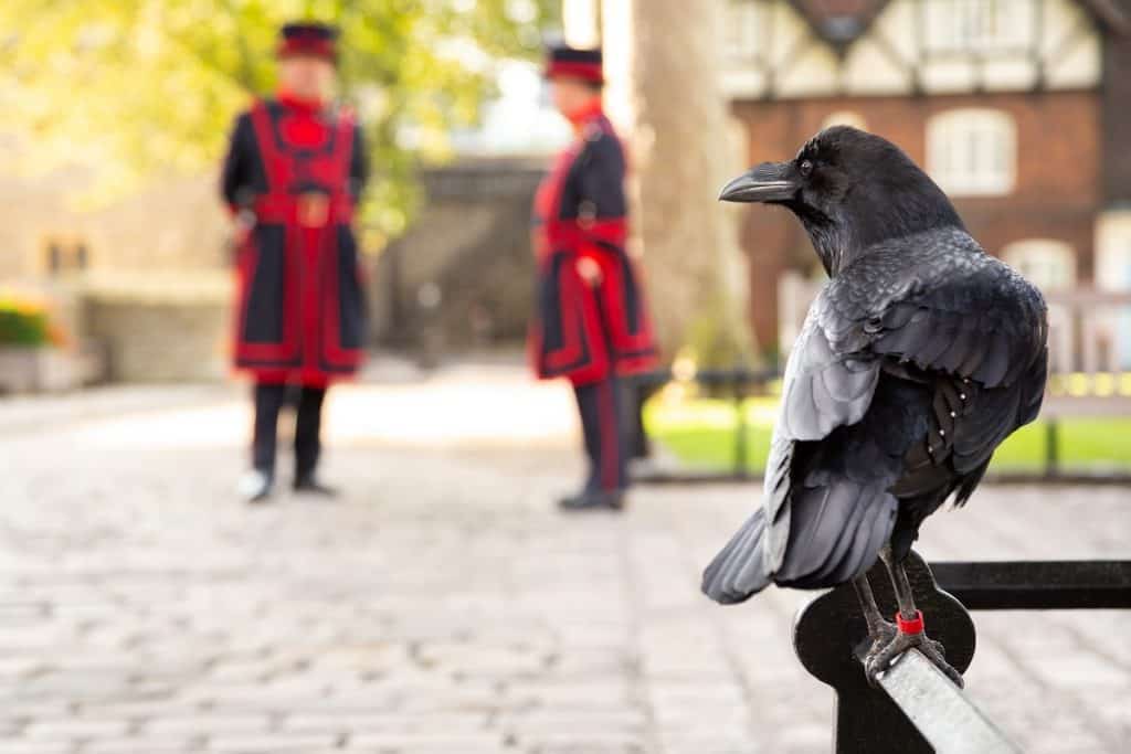 Raven - la torre de londres