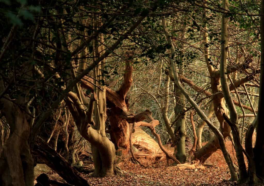 Rendlesham Forest