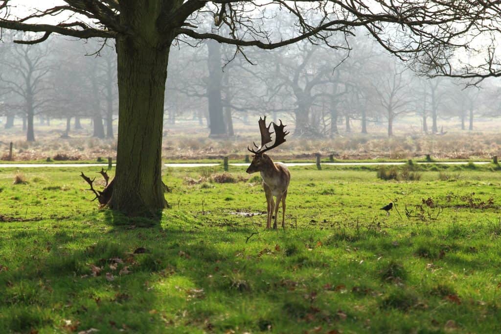 Richmond Park