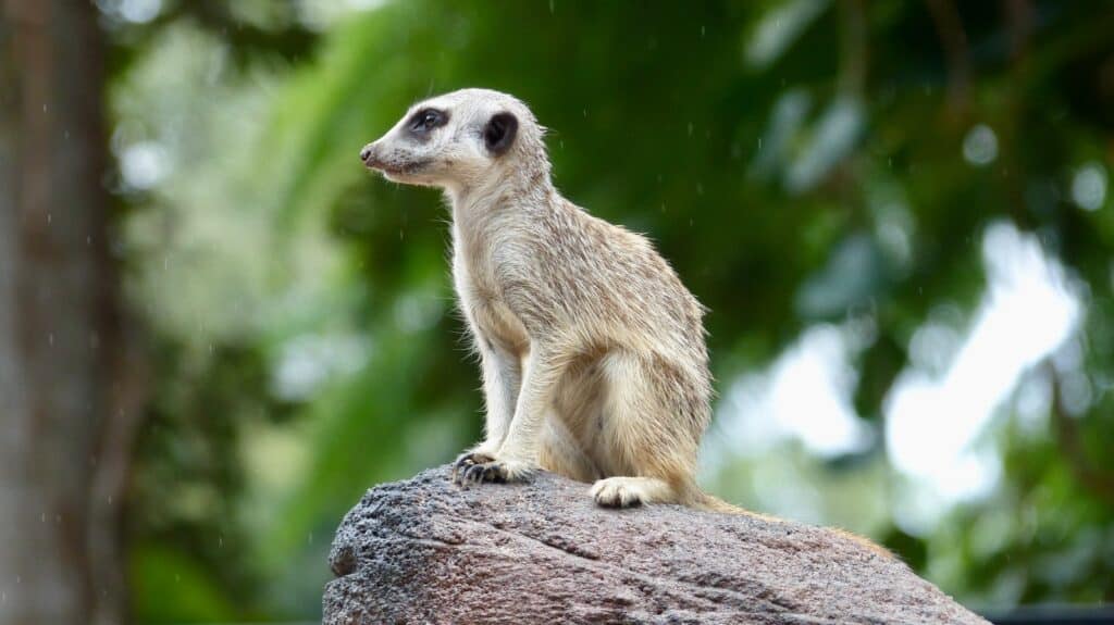 Zoológico de Rockhampton