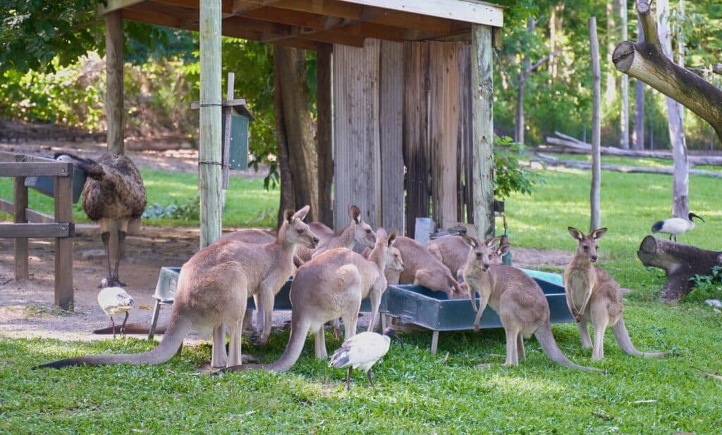 Zoológico de Rockhampton
