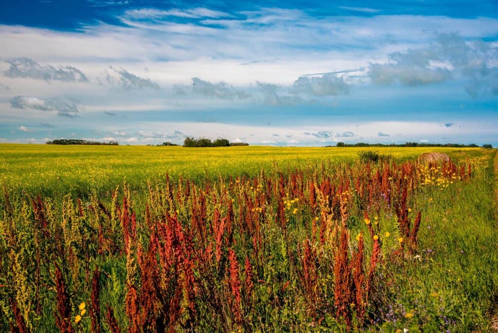 Saskatchewan