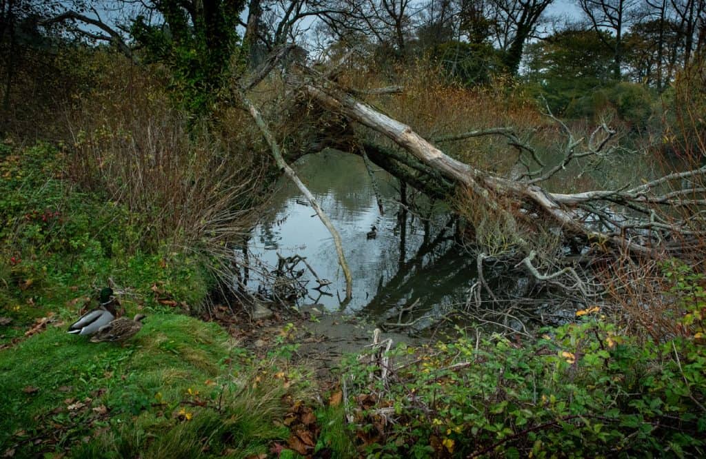 Saumarez Park