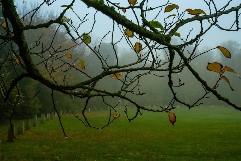 Saumarez Park
