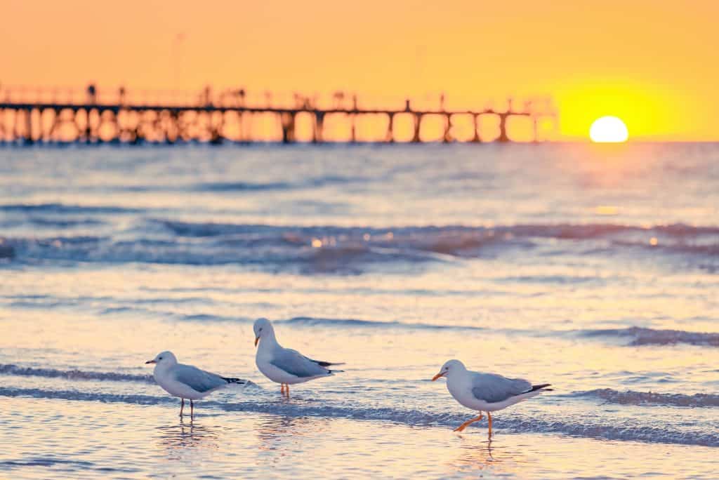 Semaphore Beach