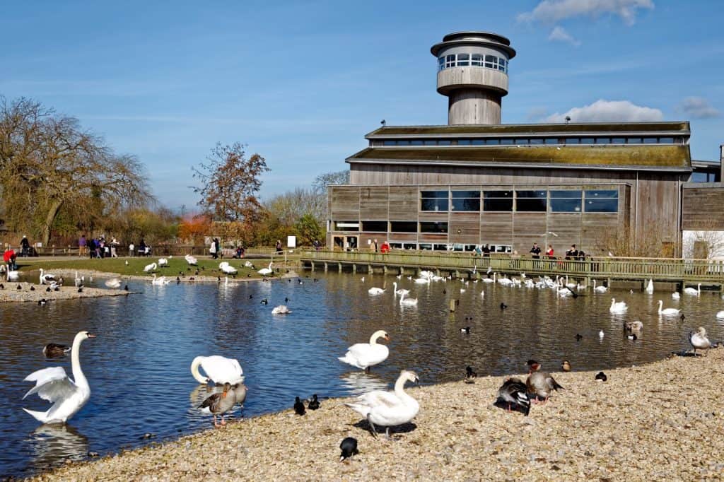 Centro de Humedales de Slimbridge