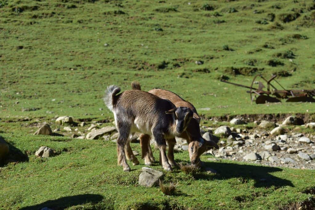 Staglands Wildlife Reserve