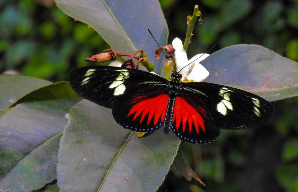Granja de mariposas de Stratford