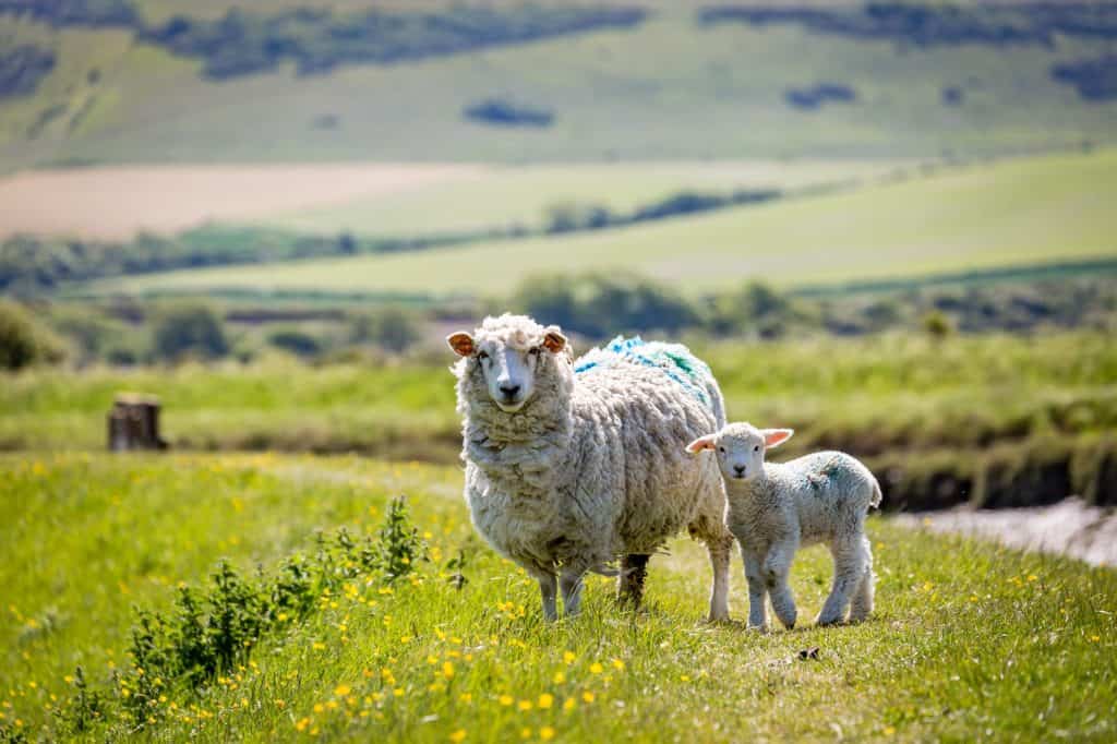 Sussex