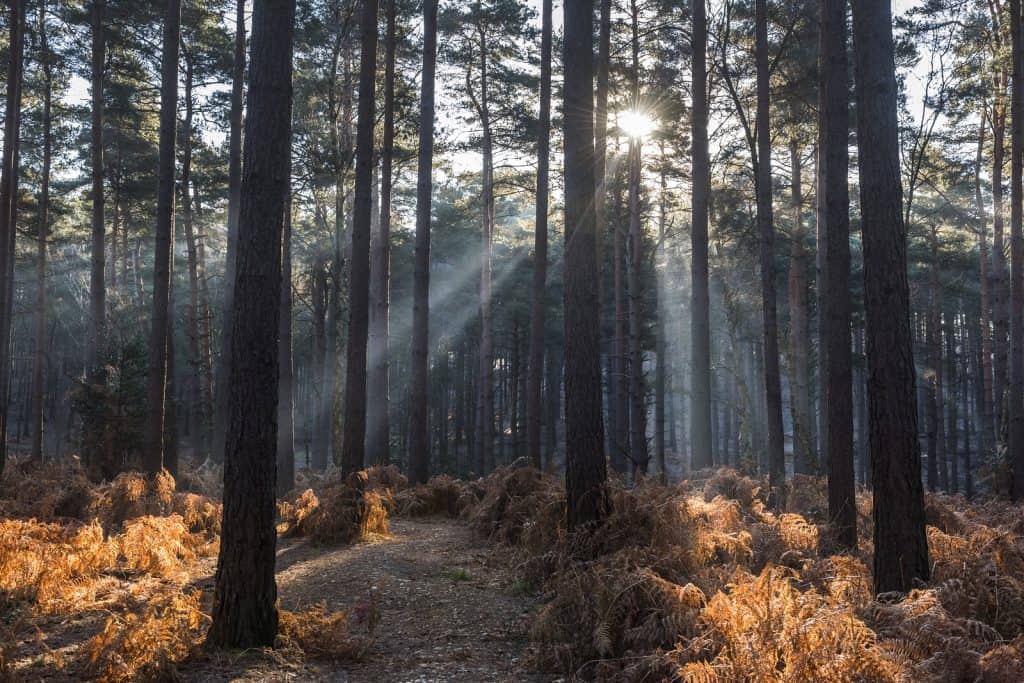Bosque de Swinley