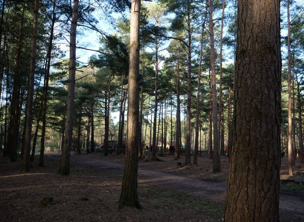 Swinley Forest