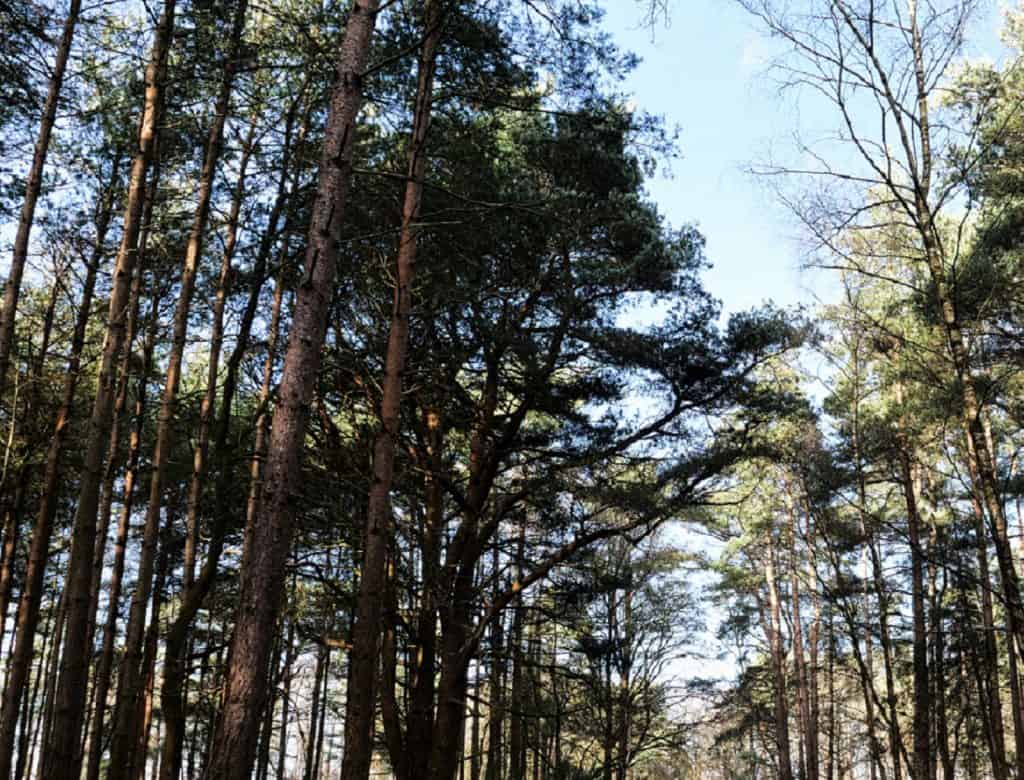 Swinley Forest