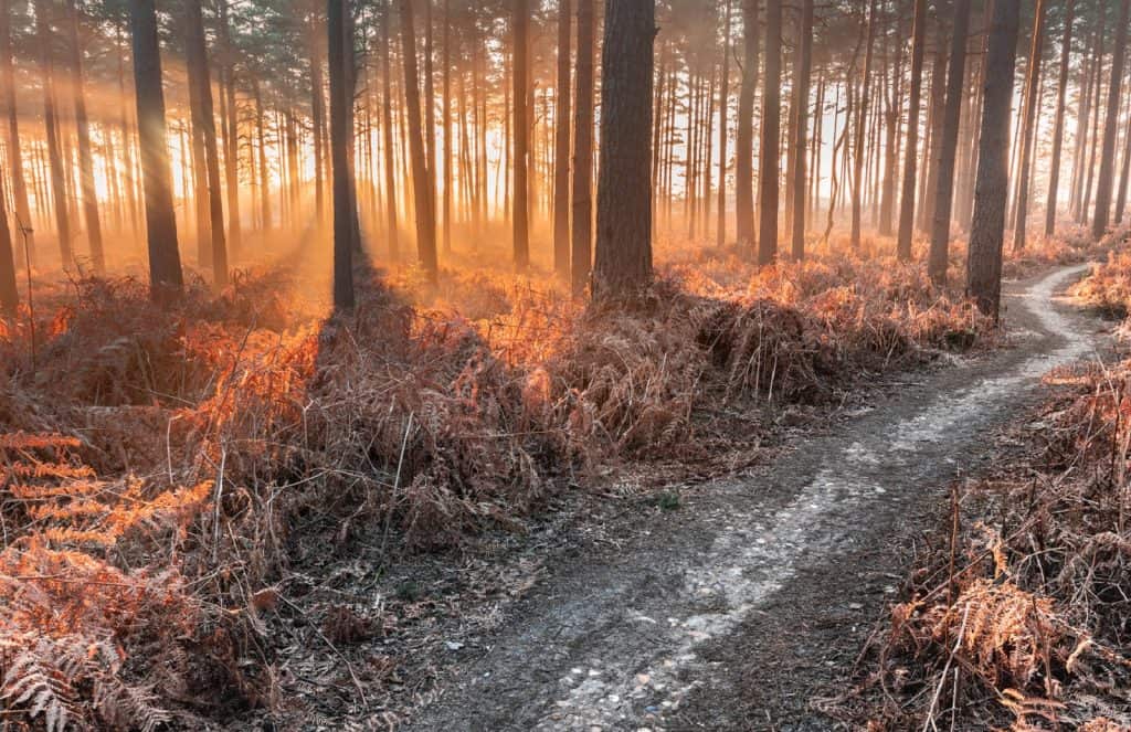 Swinley Forest