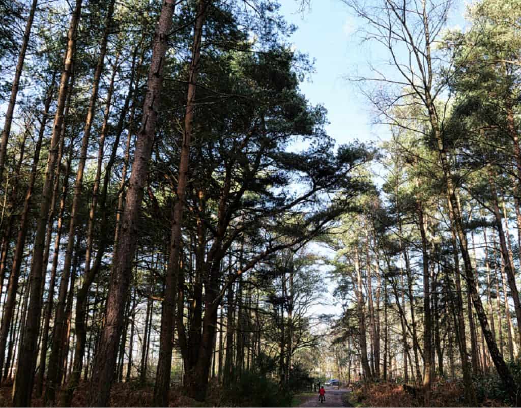 Bosque de Swinley