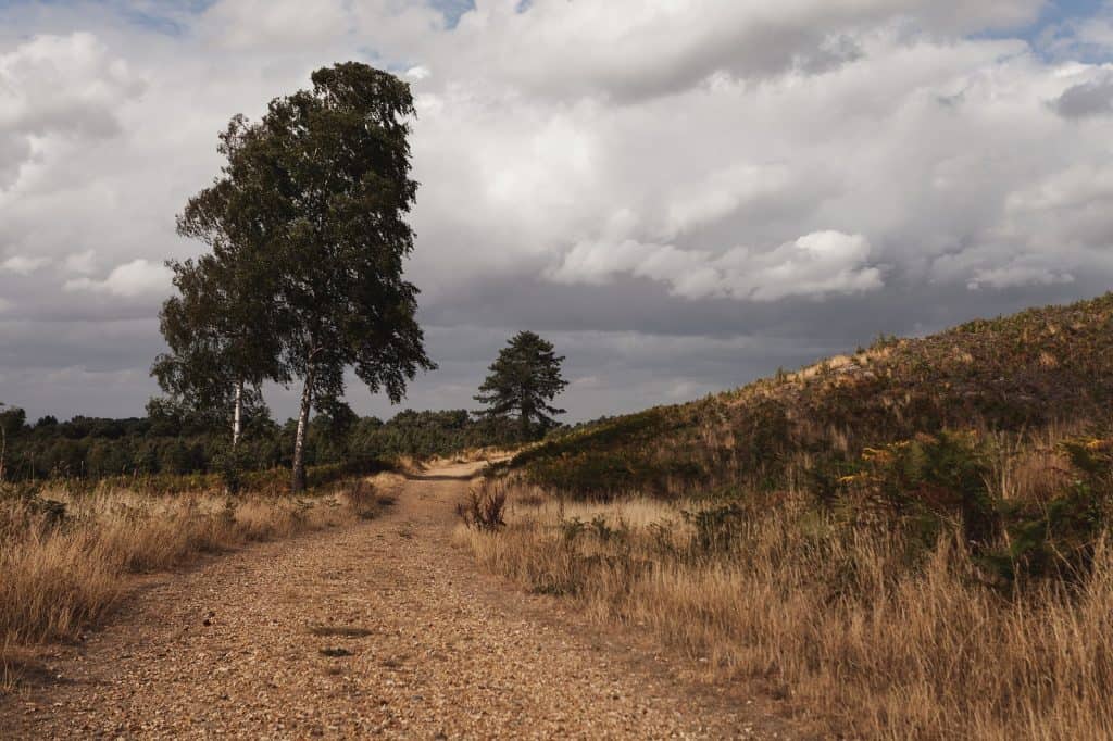 Bosque de Swinley