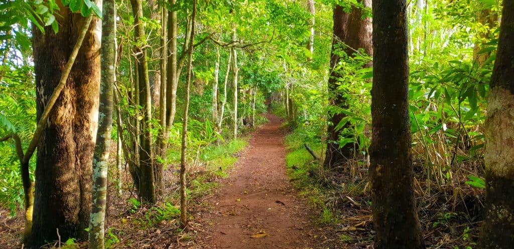 Tamborine Rainforest Skywalk