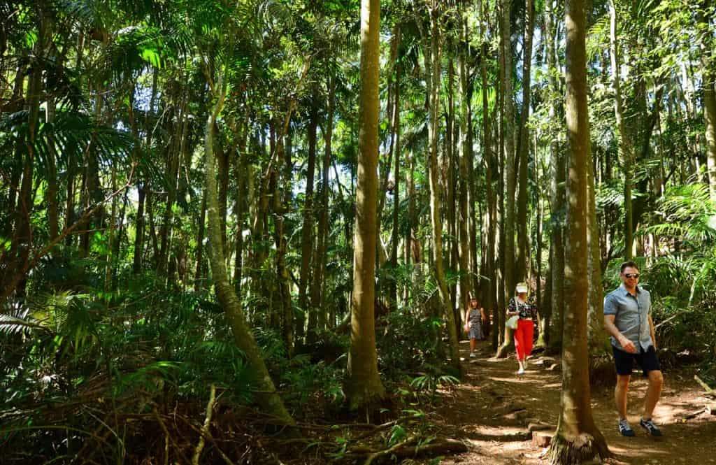 Tamborine Rainforest Skywalk