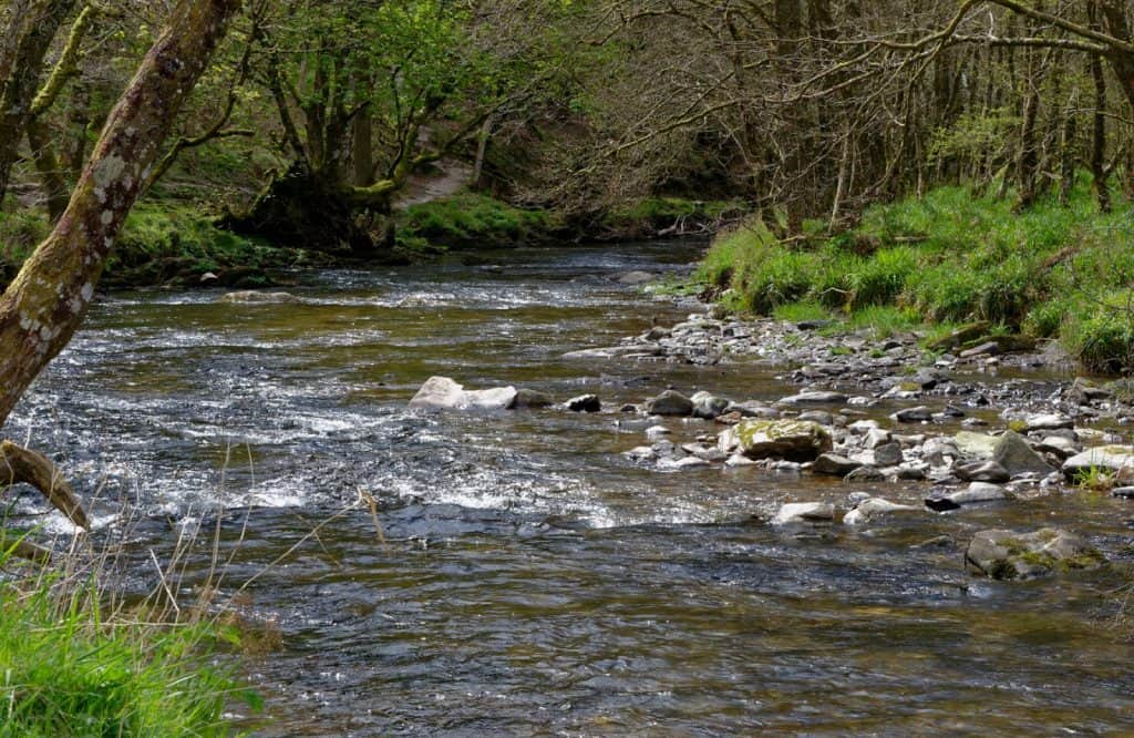 Tarr Steps Woodland