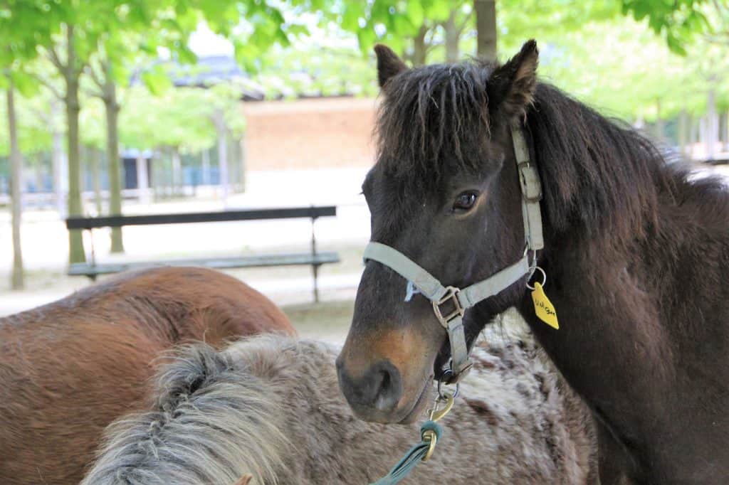 The Exmoor Pony Centre