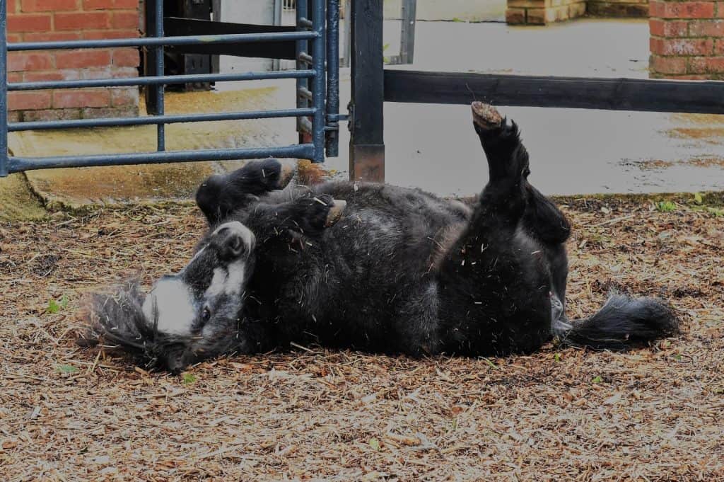 The Exmoor Pony Centre