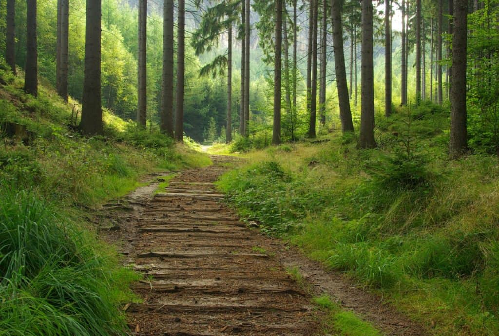 Timber Trail