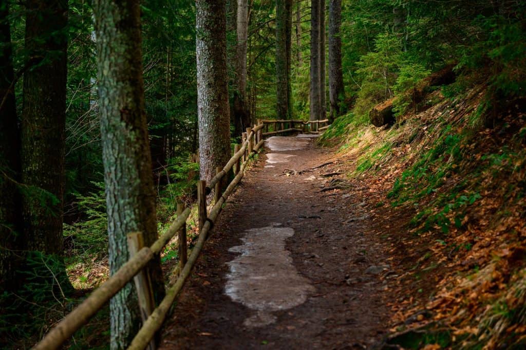 Timber Trail