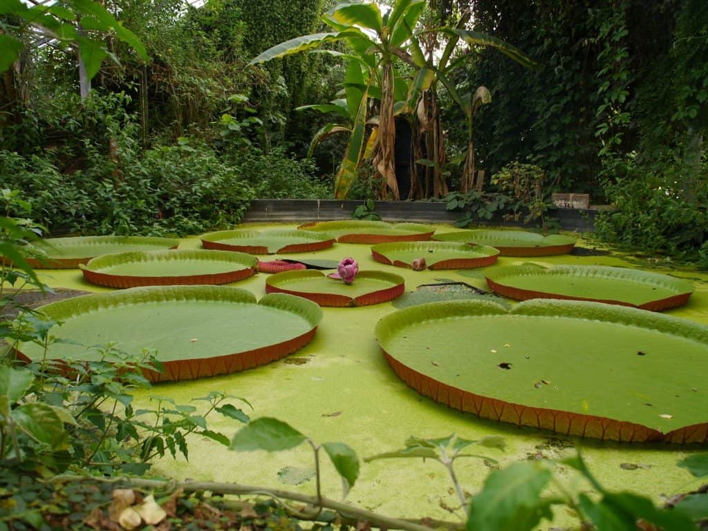 Jardín Botánico de Ventnor