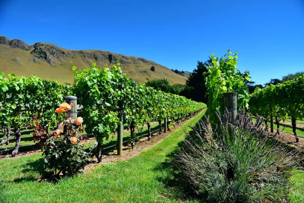 Vineyards
