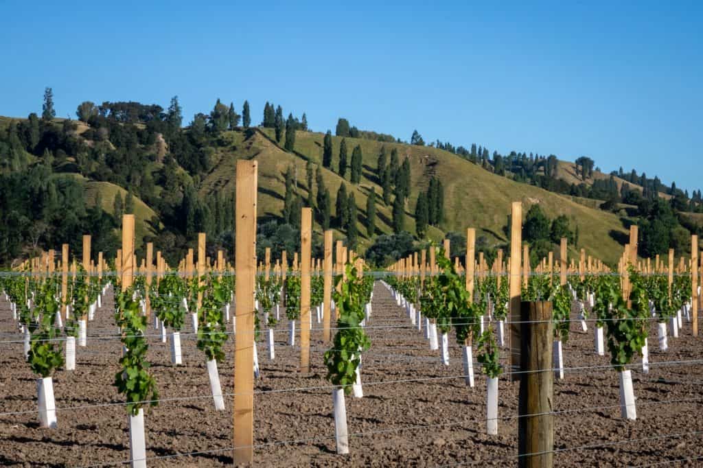Vineyards