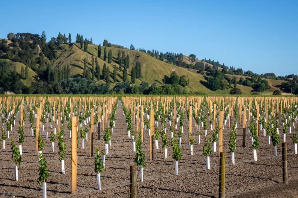 Vineyards