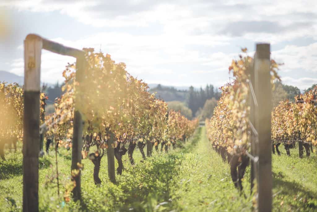 Vineyards