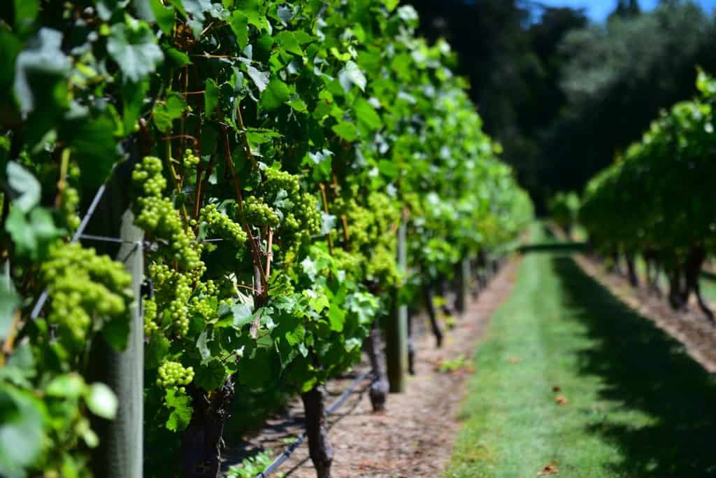 Vineyards