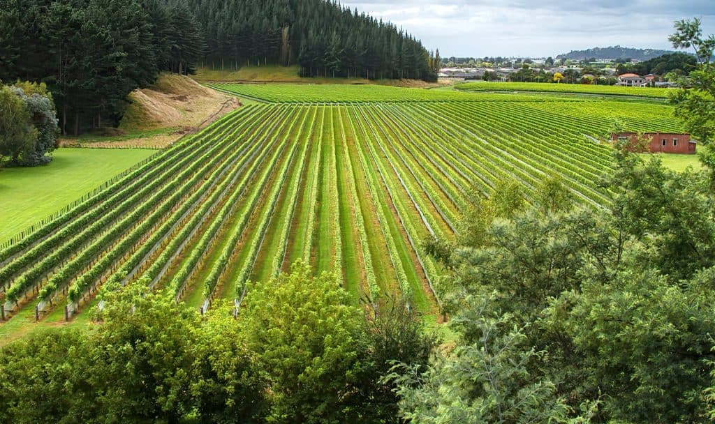 Vineyards