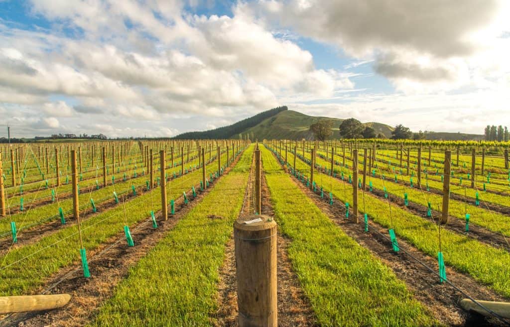 Vineyards