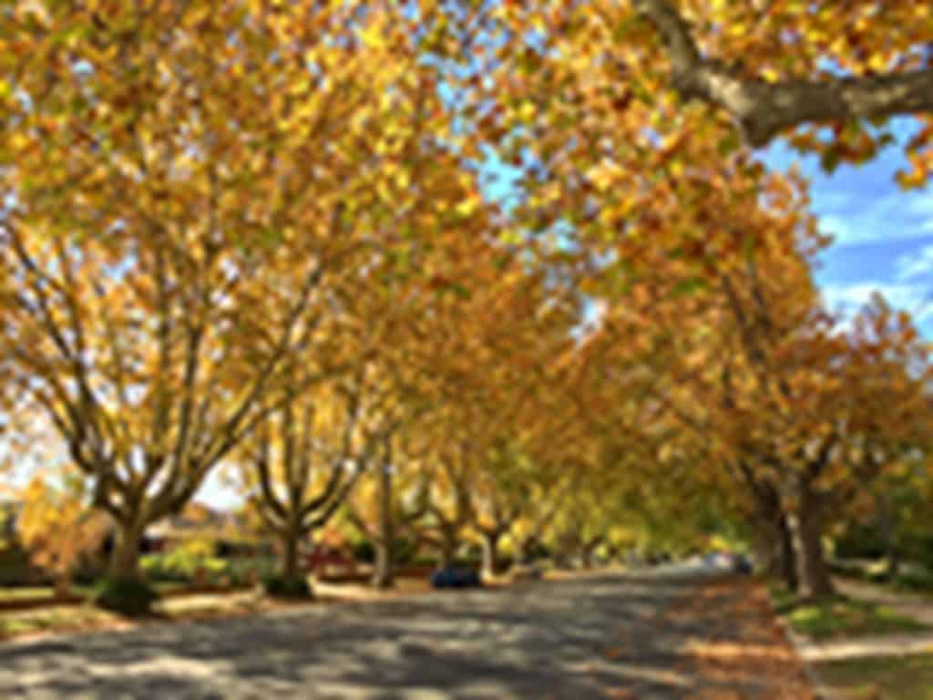 Wagga Wagga