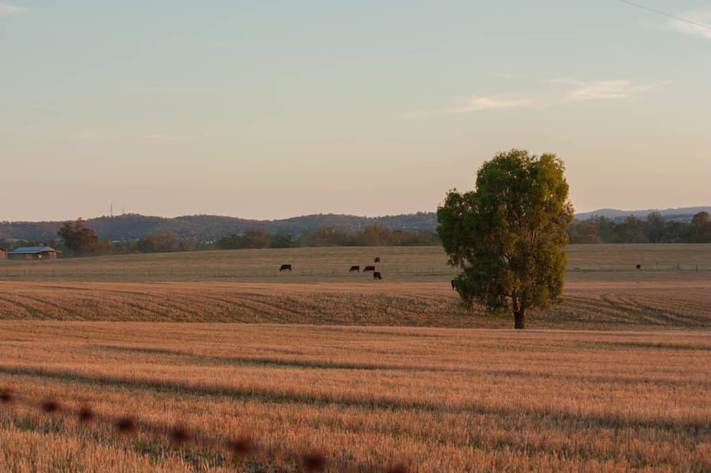 Wagga Wagga