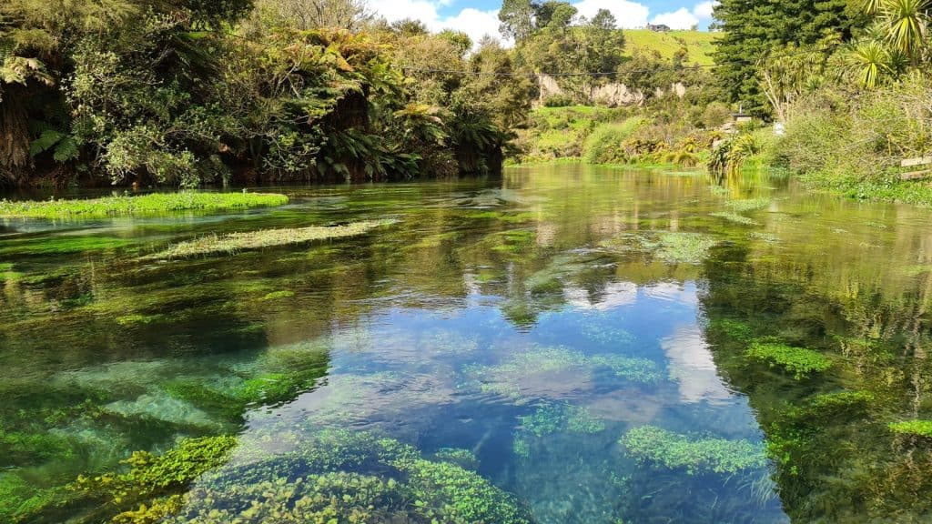 Waihou River