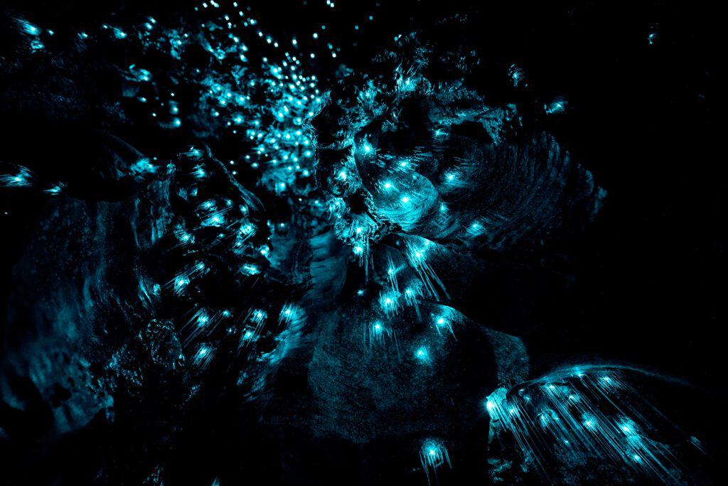 Waitomo Glowworm Caves